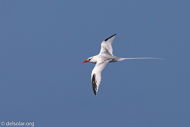 Canon EOS 40D  --  420 mm  --  EF300mm f/2.8L IS USM +1.4x  