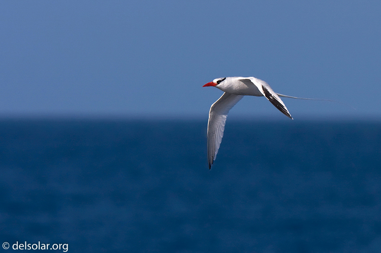 Canon EOS 40D  --  420 mm  --  EF300mm f/2.8L IS USM +1.4x  