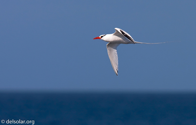 Canon EOS 40D  --  420 mm  --  EF300mm f/2.8L IS USM +1.4x  