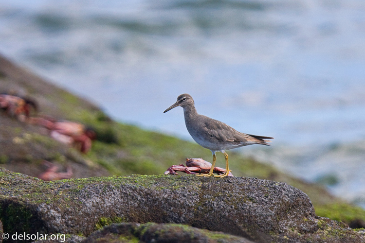 Canon EOS 40D  --  420 mm  --  EF300mm f/2.8L IS USM +1.4x  