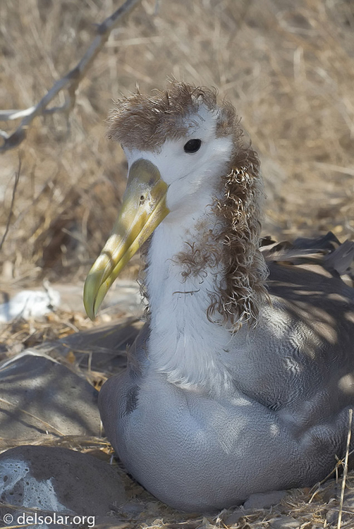 Canon EOS DIGITAL REBEL XT  --  113 mm  --  70.0-200.0 mm  