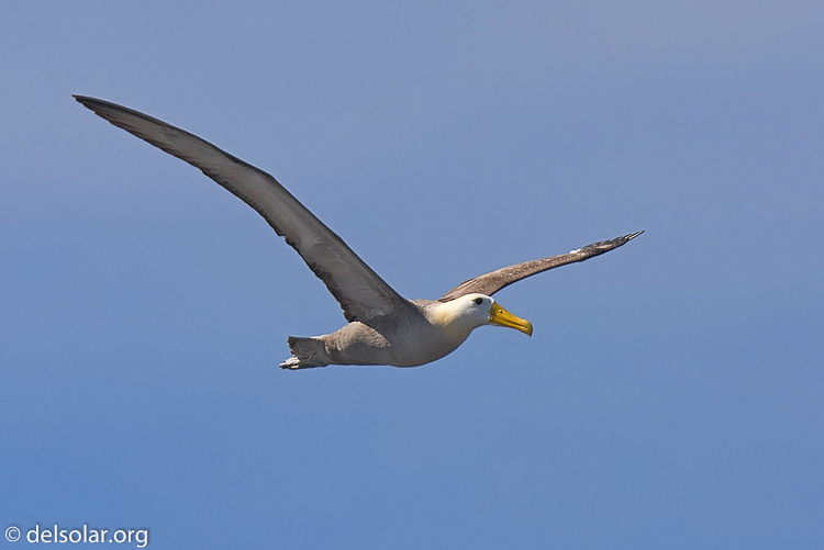 Canon EOS 40D  --  420 mm  --  EF300mm f/2.8L IS USM +1.4x  