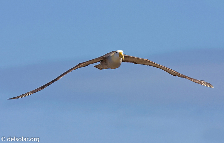 Canon EOS 40D  --  420 mm  --  EF300mm f/2.8L IS USM +1.4x  