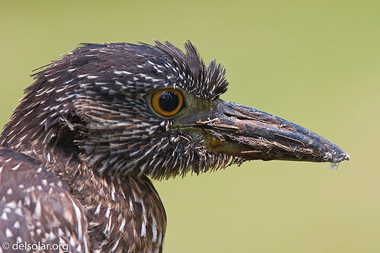 Canon EOS 40D  --  420 mm  --  EF300mm f/2.8L IS USM +1.4x  