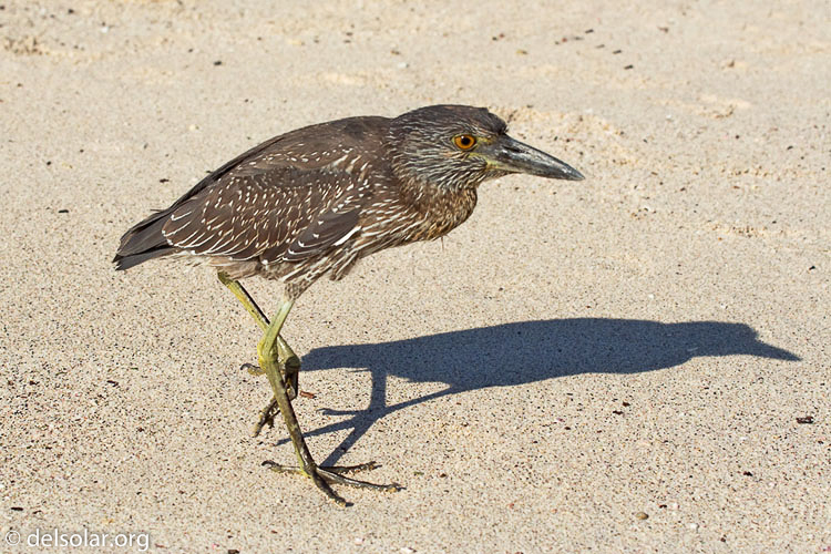 Canon EOS DIGITAL REBEL XT  --  70 mm  --  70.0-200.0 mm  