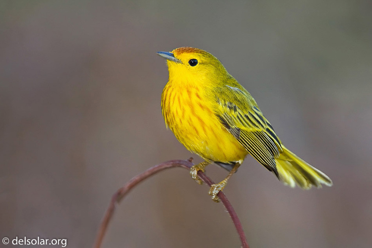 Canon EOS 40D  --  420 mm  --  EF300mm f/2.8L IS USM +1.4x  