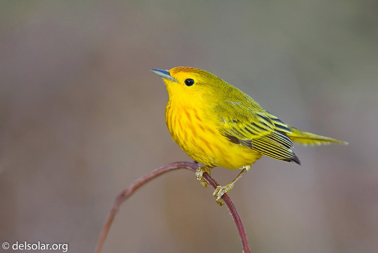 Canon EOS 40D  --  420 mm  --  EF300mm f/2.8L IS USM +1.4x  