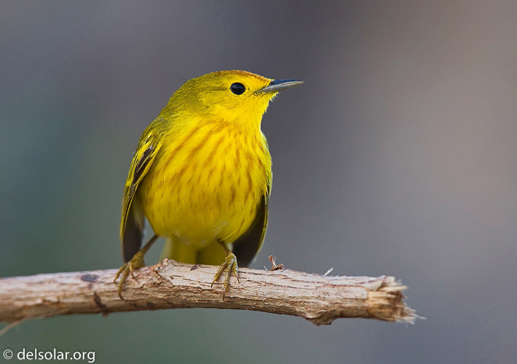 Canon EOS 40D  --  420 mm  --  EF300mm f/2.8L IS USM +1.4x  