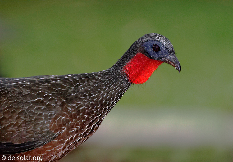 Canon EOS 20D  --  500 mm  --    