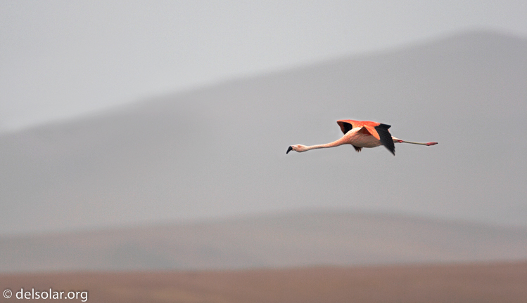 Canon EOS 20D  --  700 mm  --    