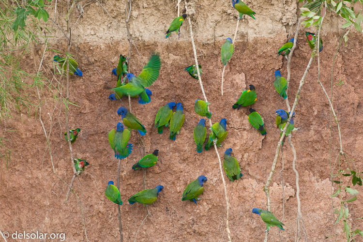 Canon EOS 40D  --  500 mm  --  EF500mm f/4L IS USM  