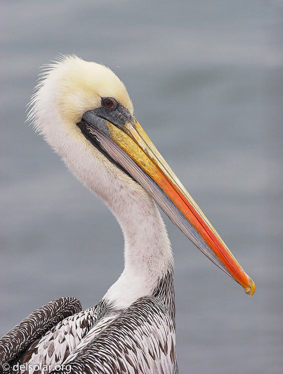 Canon EOS 20D  --  500 mm  --    