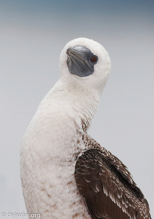 Canon EOS 20D  --  500 mm  --    