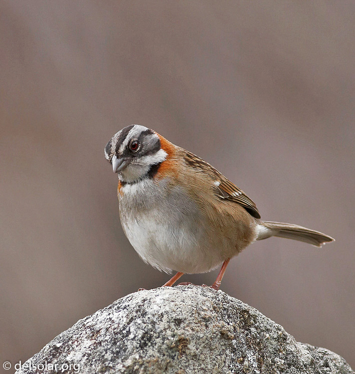 Canon EOS 20D  --  400 mm  --    
