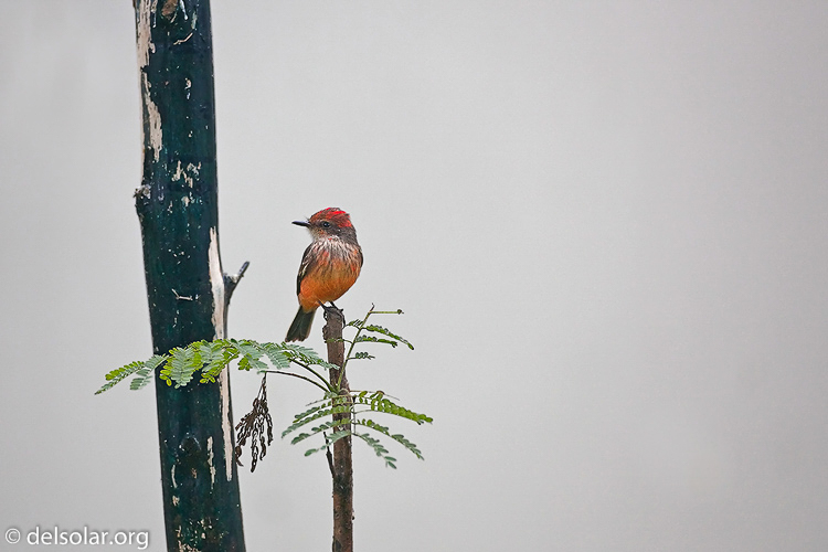 Canon EOS 5D Mark II  --  500 mm  --  EF500mm f/4L IS USM  