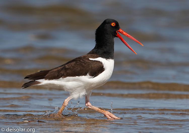 Canon EOS 20D  --  700 mm  --    