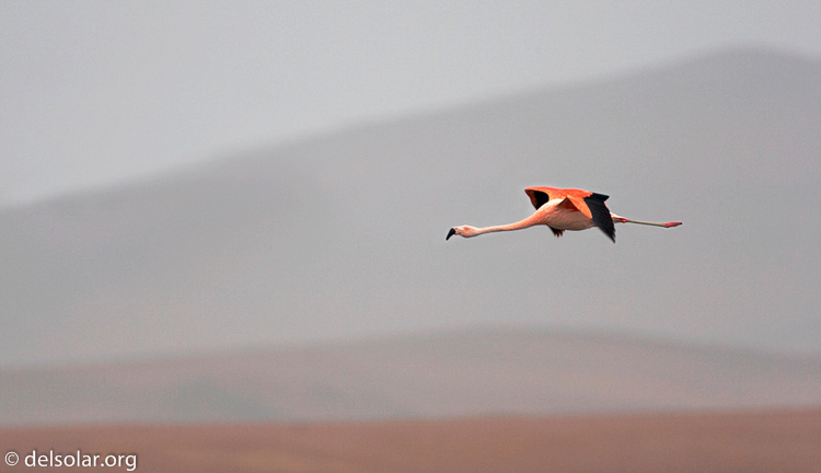 Canon EOS 20D  --  700 mm  --    