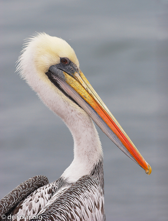 Canon EOS 20D  --  500 mm  --    