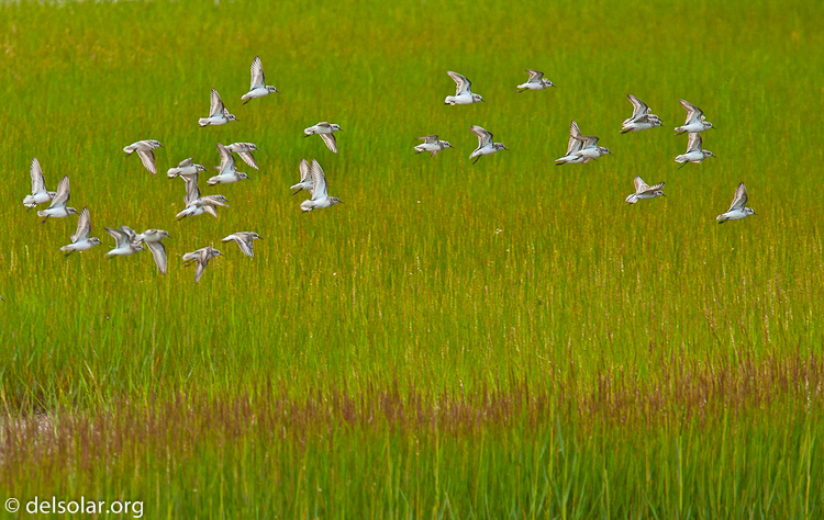 Canon EOS 40D  --  240 mm  --  EF70-200mm f/4L USM +1.4x  