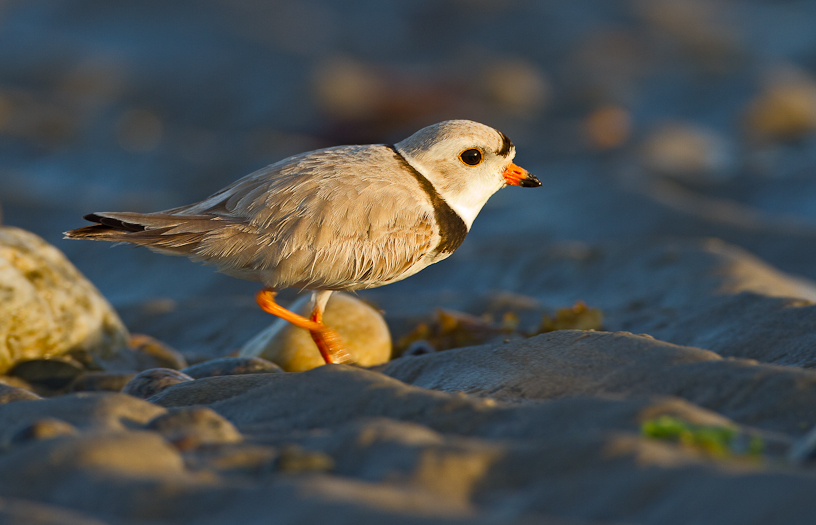 Canon EOS 7D - EF500mm f/4L IS USM