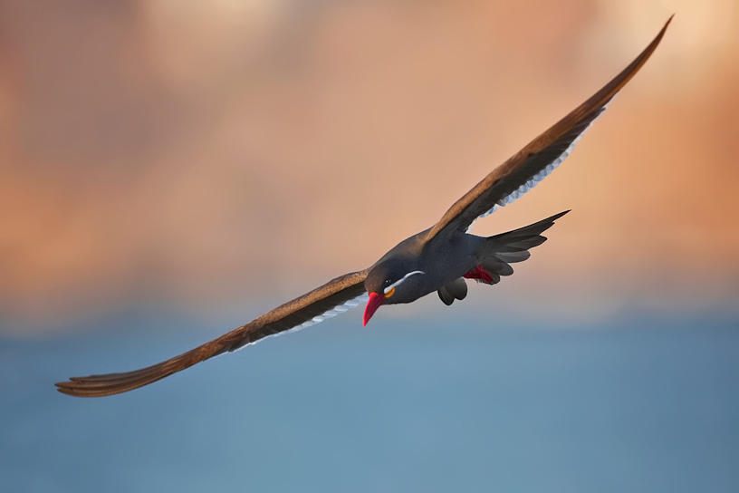 Canon EOS 5D Mark II - EF500mm f/4L IS USM