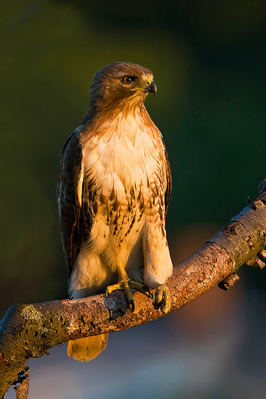 Canon EOS 40D - EF500mm f/4L IS USM +1.4x