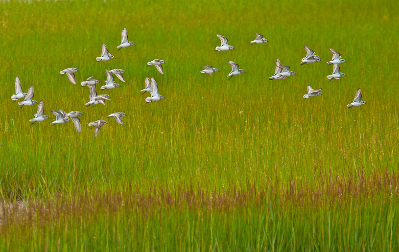 Canon EOS 40D - EF70-200mm f/4L USM +1.4x