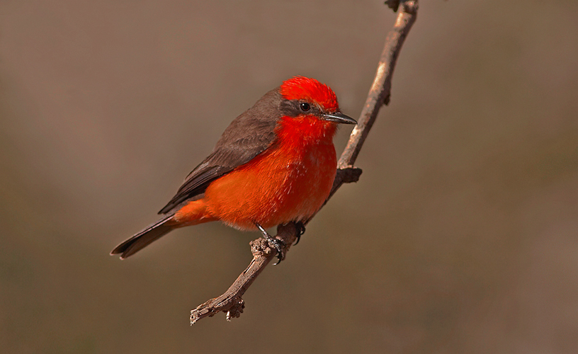 Canon EOS DIGITAL REBEL XT - 