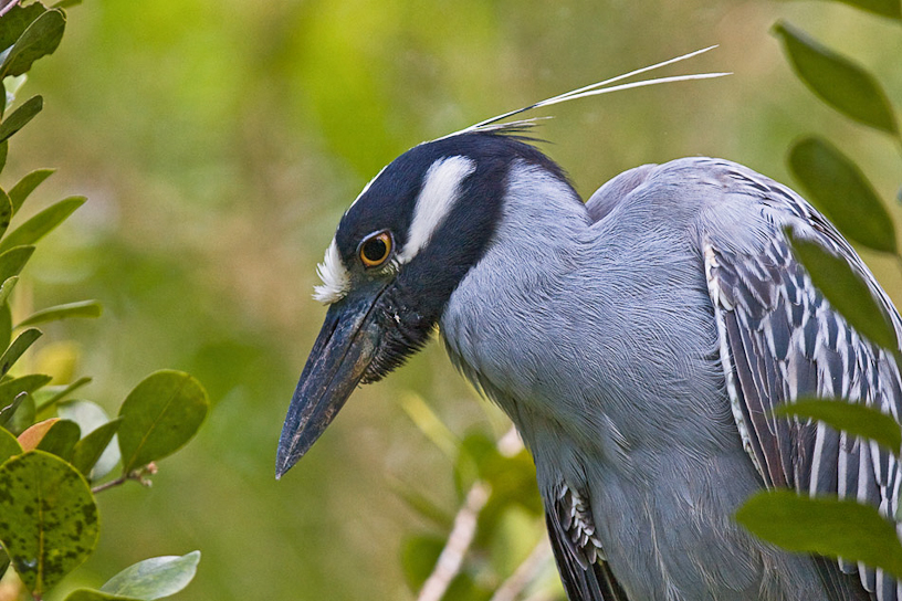 Canon EOS 40D - EF300mm f/2.8L IS USM