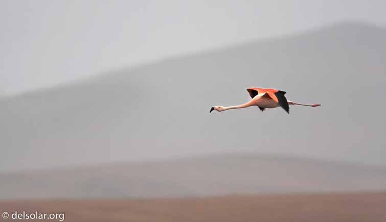 Canon EOS 20D  --  700 mm  --    