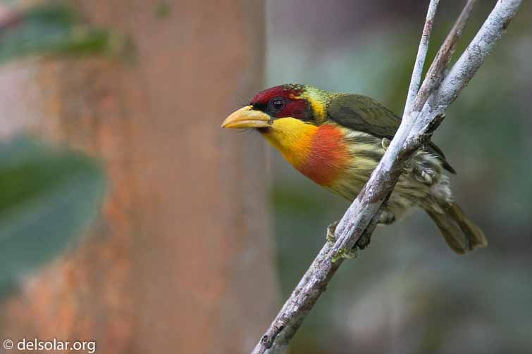 Canon EOS 40D  --  700 mm  --  EF500mm f/4L IS USM +1.4x  