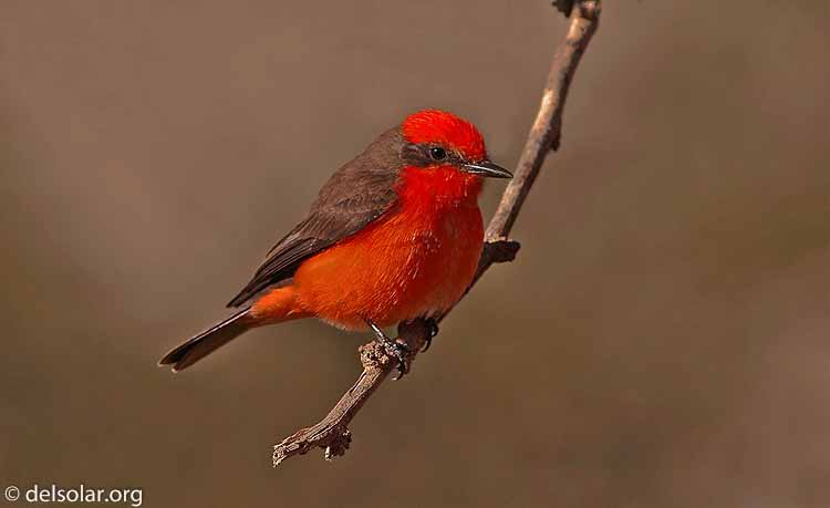 Canon EOS DIGITAL REBEL XT  --  400 mm  --    