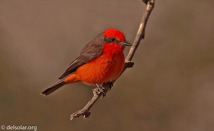 Canon EOS DIGITAL REBEL XT  --  400 mm  --    