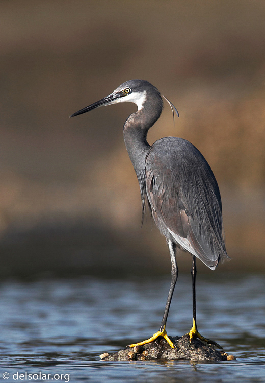 Canon EOS 20D  --  700 mm  --    