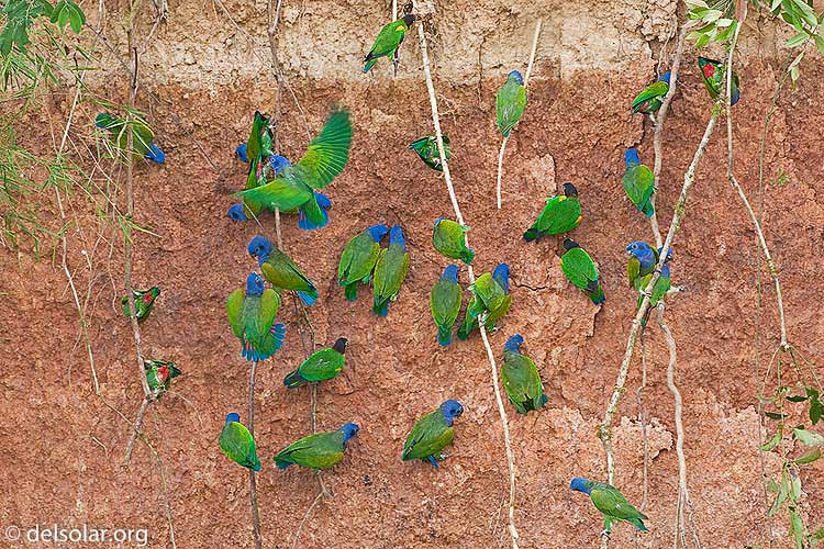 Canon EOS 40D  --  500 mm  --  EF500mm f/4L IS USM  