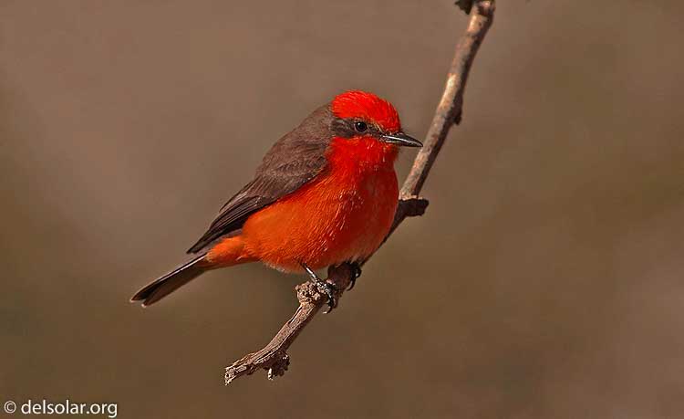 Canon EOS DIGITAL REBEL XT  --  400 mm  --    