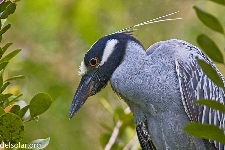 Canon EOS 40D  --  300 mm  --  EF300mm f/2.8L IS USM  