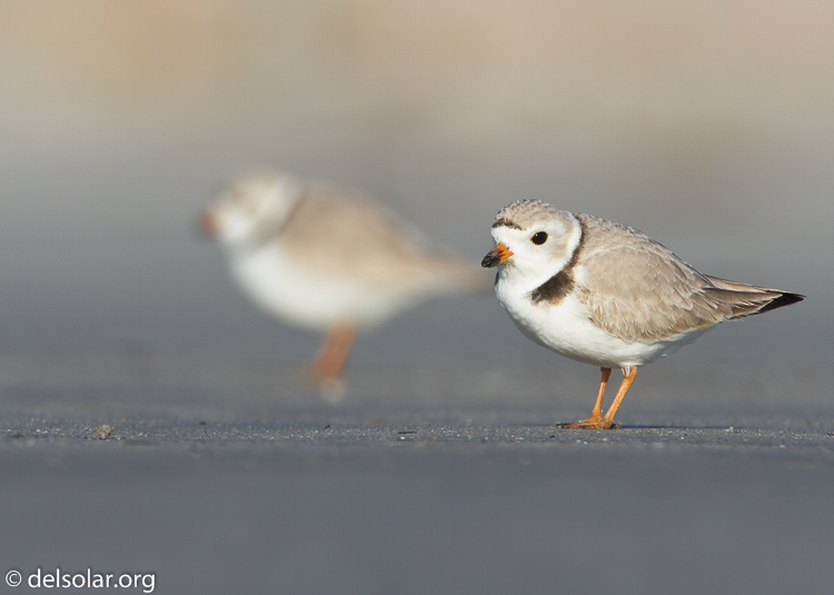 Canon EOS 7D  --  500 mm  --  EF500mm f/4L IS USM  