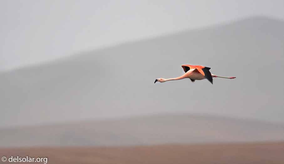 Canon EOS 20D  --  700 mm  --    