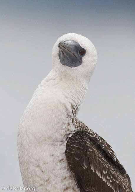 Canon EOS 20D  --  500 mm  --    