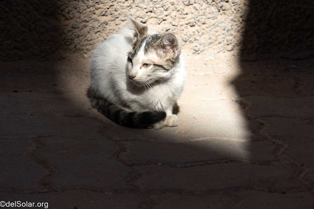 Canon EOS R7  --  RF-S18-150mm F3.5-6.3 IS STM -- 1/640 sec at f / 6.3 -- ISO 200 -- 0 EV -- 