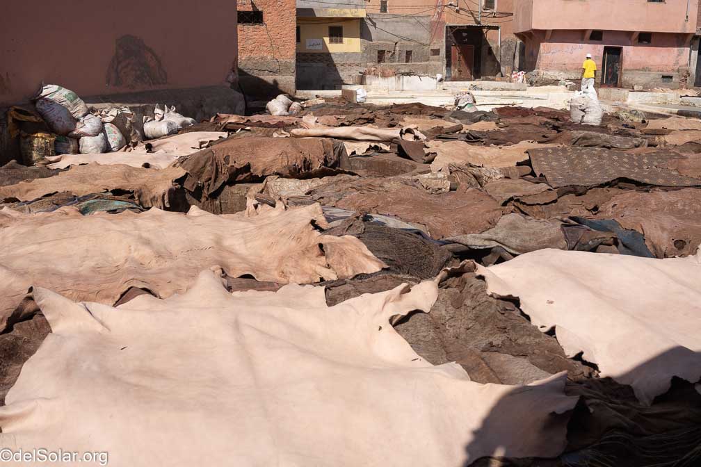 ILCE-7RM4  --  18-50mm F2.8 DC DN | Contemporary 021 -- 1/2500 sec at f / 4.0 -- ISO 125 -- 0 EV -- 