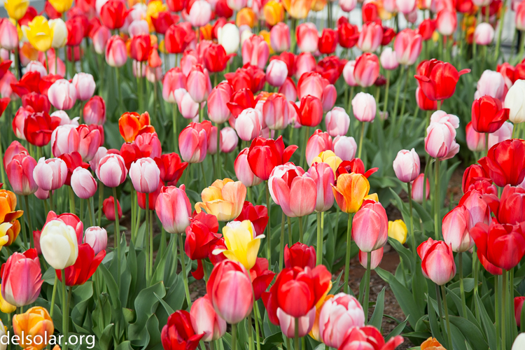 Canon EOS 5D Mark III  --  105 mm  --  EF24-105mm f/4L IS USM  