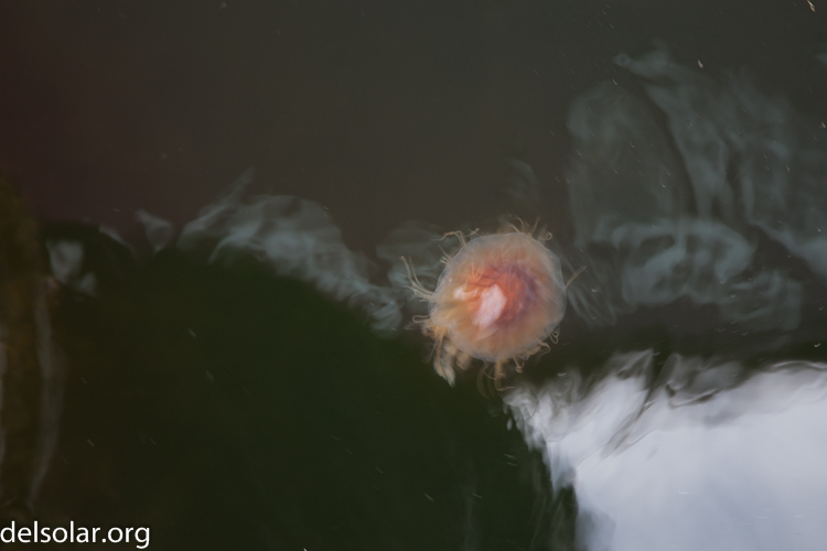 Canon EOS 5D Mark II  --  105 mm  --  EF24-105mm f/4L IS USM  