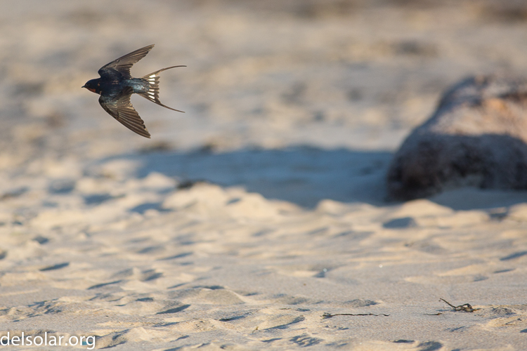 Canon EOS 5D Mark III  --  400 mm  --  EF400mm f/5.6L USM  