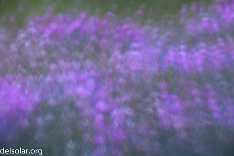 Canon EOS 5D Mark III  --  100 mm  --  EF70-200mm f/4L USM  