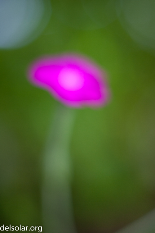 Canon EOS 5D Mark II  --  50 mm  --  EF50mm f/1.4 USM  