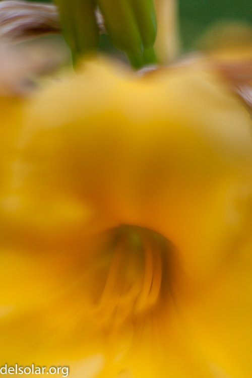 Canon EOS 5D Mark II  --  50 mm  --  EF50mm f/1.4 USM  