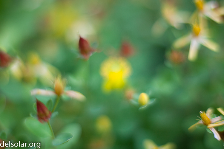 Canon EOS 5D Mark II  --  50 mm  --  EF50mm f/1.4 USM  