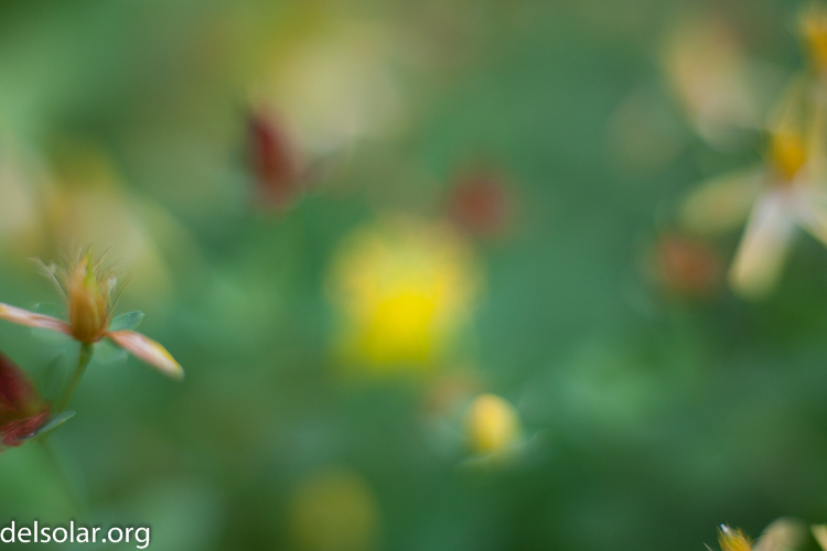 Canon EOS 5D Mark II  --  50 mm  --  EF50mm f/1.4 USM  